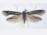Scythris mpalensis